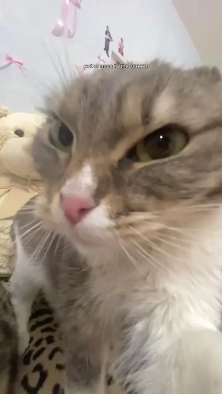Cat Puts Nose to Screen