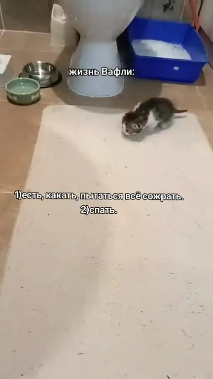 Жизнь Вафли: есть и спать