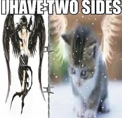 I Have Two Sides Cat