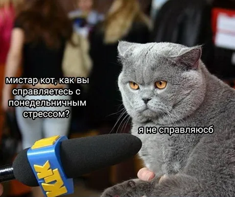 Кот не справляется со стрессом