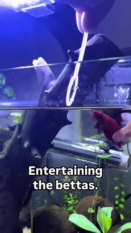 Entertaining the Bettas