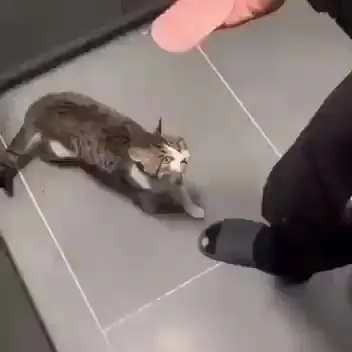 Кот играет с человеком на полу