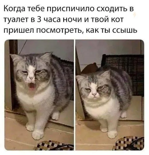 Кот пришёл посмотреть