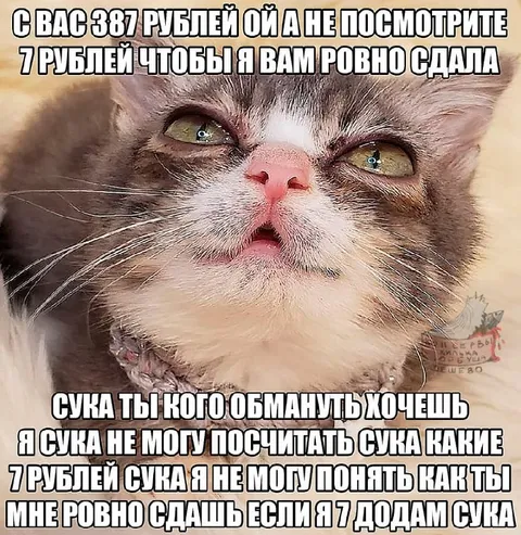 Кот не умеет считать сдачу