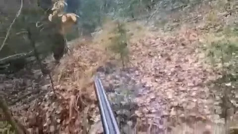 Охота в лесу с ружьём