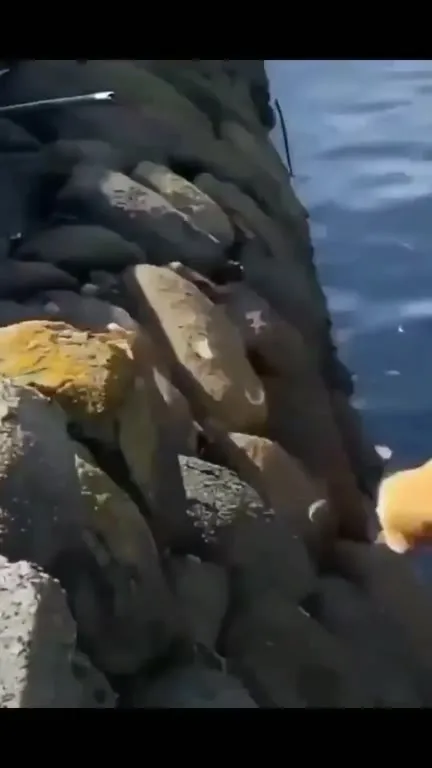 Кот выбирается из воды