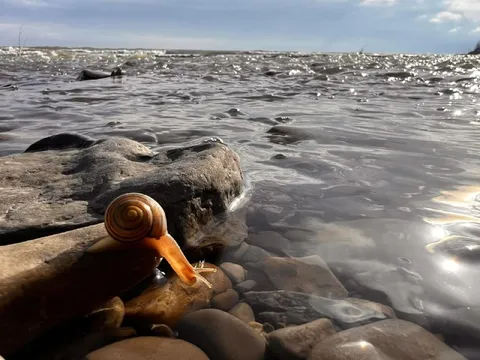 Улитка пьёт из озера