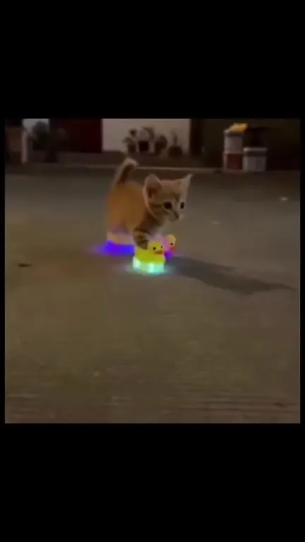 Котёнок в светящихся тапочках