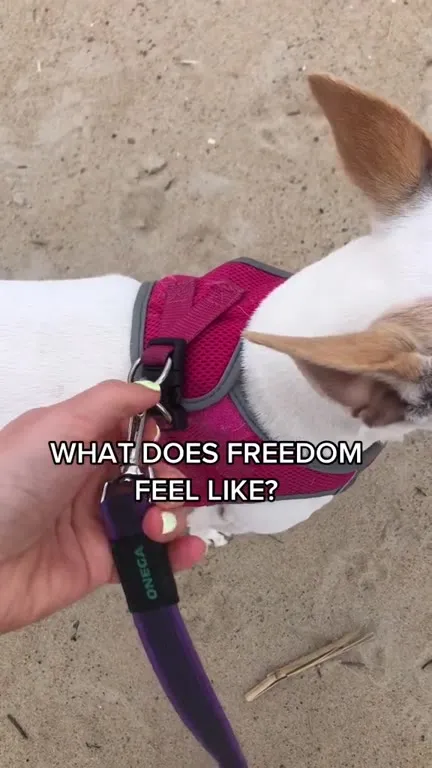What Does Freedom Feel Like?