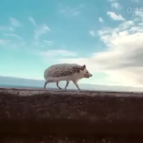 Ёжик уверенно идёт вперёд
