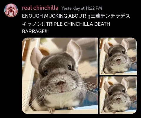 Triple Chinchilla Death Barrage
