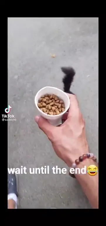 Cat Waits for the Food