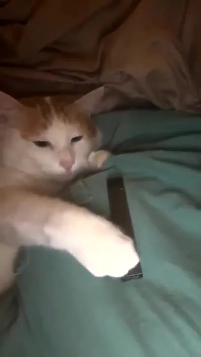 Кот пытается съесть вейп