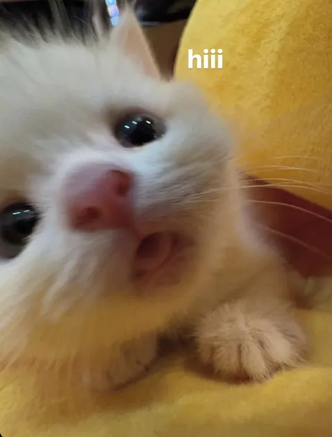 Cute Kitten Says Hiii