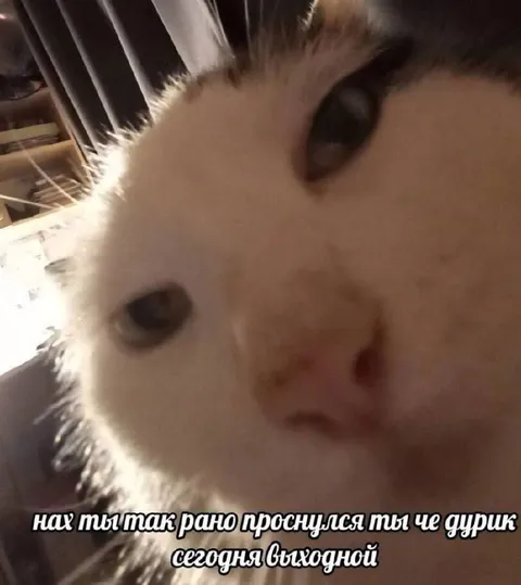 Кот будит в выходной