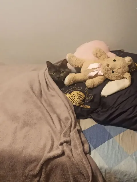 Кот под одеялом с мишкой