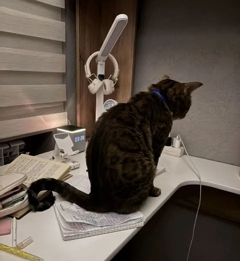 Кот сел на тетради