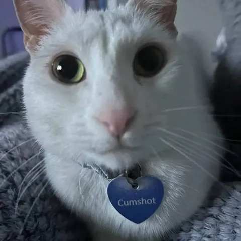 Cat Named Cumshot