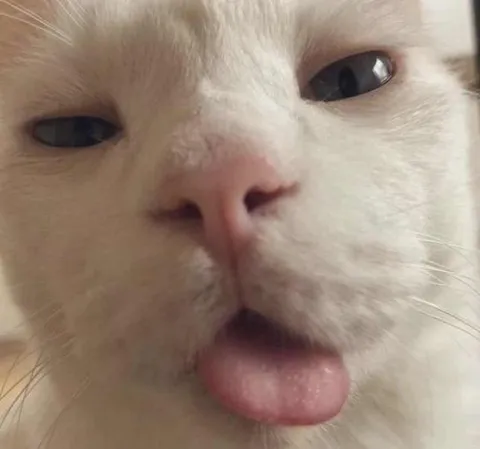 Кот с высунутым языком