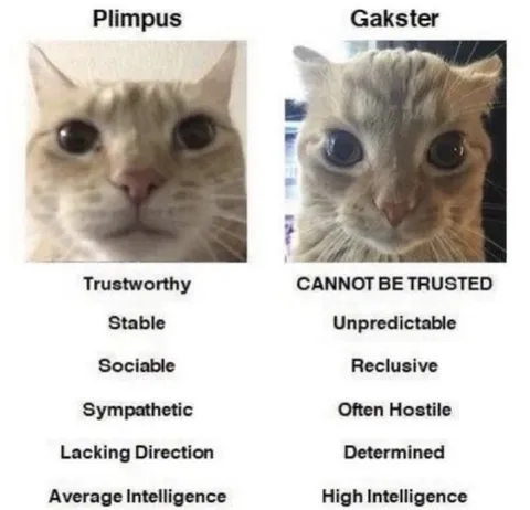 Plimpus Versus Gakster Cats