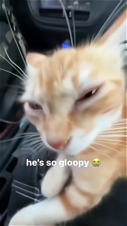Gloopy Cat in the Car