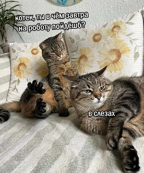 Кот идёт на работу в слезах