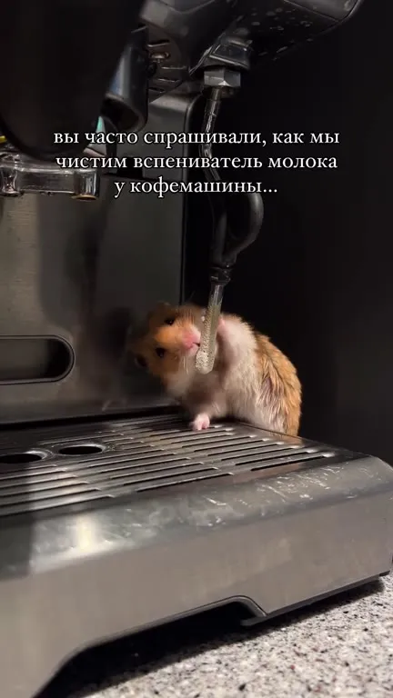 Как мы чистим вспениватель молока