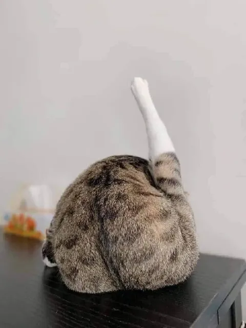 Кот показывает зад
