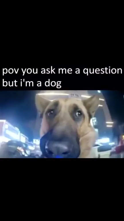 Dog Asked a Question