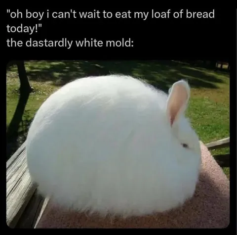 The dastardly white mold