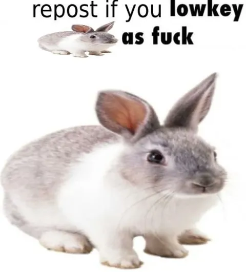 Lowkey As Fuck Rabbit