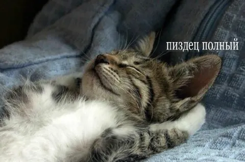 Пиздец полный кот