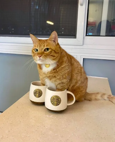 Кот в двух чашках