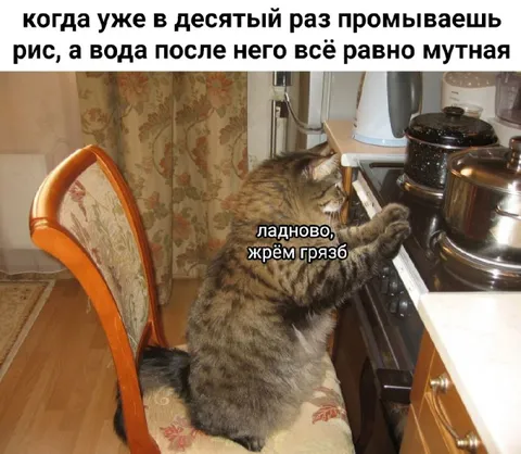 Кот ест грязь после промывки риса