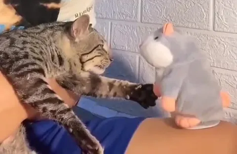 Кот нападает на игрушечную мышь