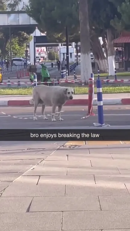 Sheep Enjoys Breaking the Law