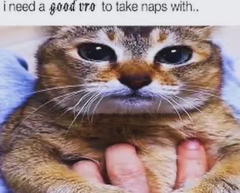 Cat Needs a Nap Buddy