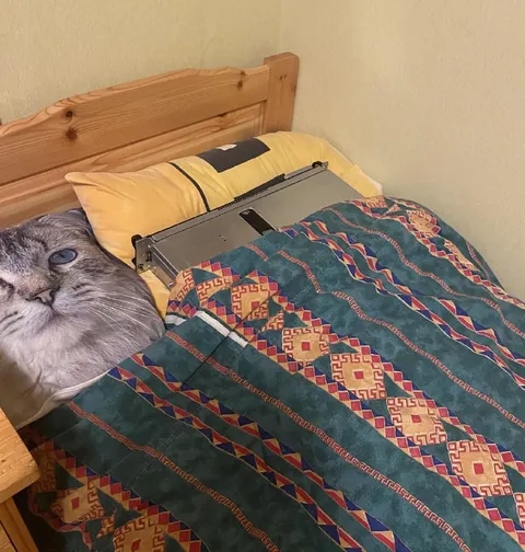 Кот работает из-под одеяла
