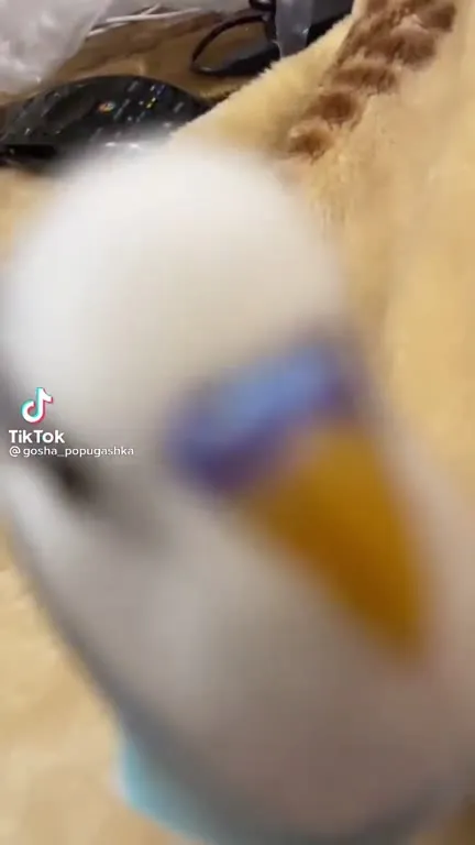 Попугай не хочет чай