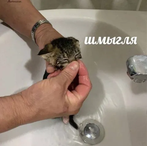 Котёнок, которого моют