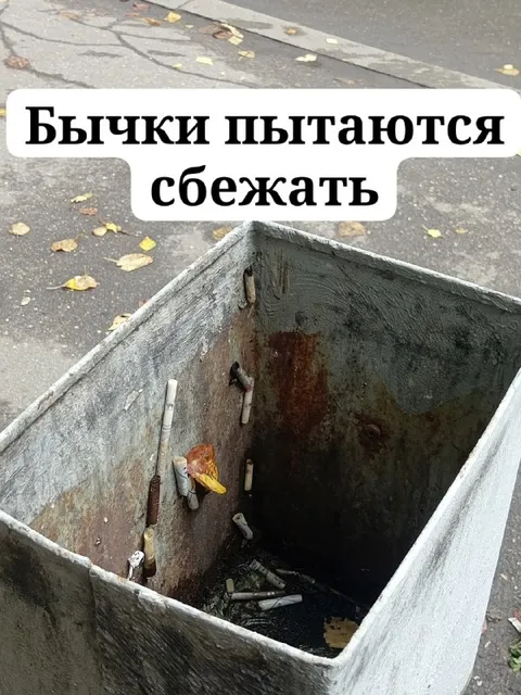 Бычки пытаются сбежать