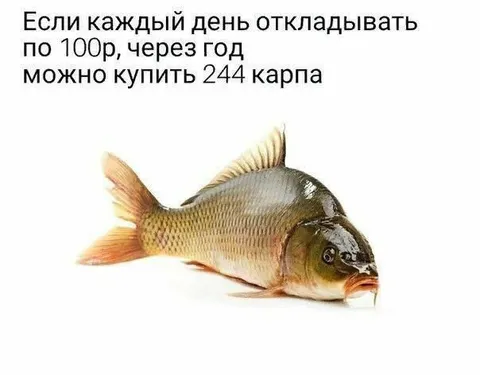 244 карпа через год