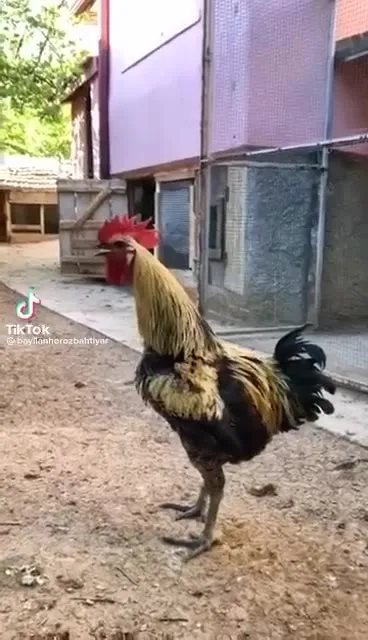 Петух внезапно падает