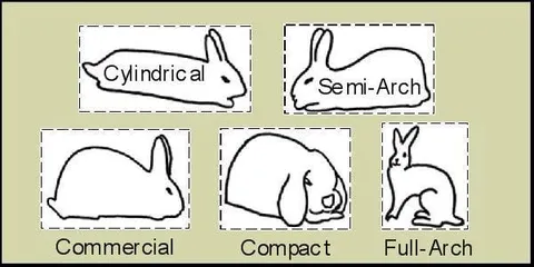 Rabbit Shapes Classification Chart