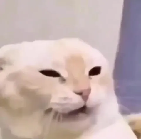 Кот после неожиданного стука