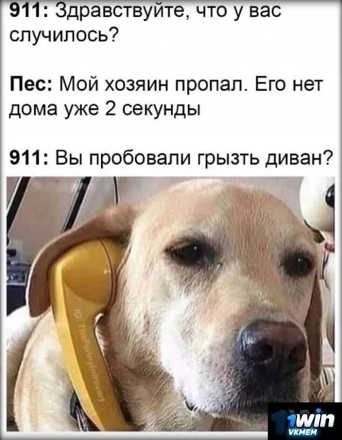 Собака звонит в 911