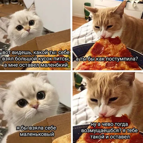 Коты делят куски пиццы