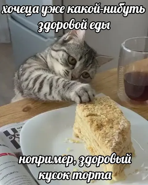 Кот хочет здоровой еды