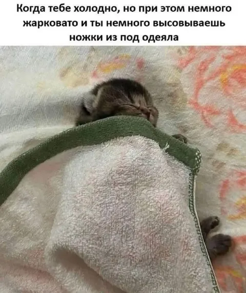 Котёнок высовывает ножки из-под одеяла