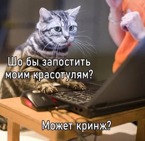 Кот ищет пост для красотуль